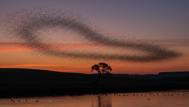 Wildlife Flights: Exploring the Future of Animal Migration by Air