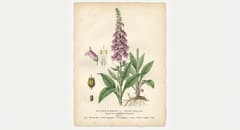 Ilustracja botaniczna