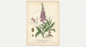 Ilustracja botaniczna