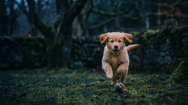 Wirtualny przyjaciel pies