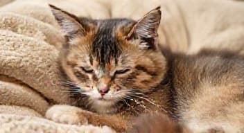 Daj się pogłaskać