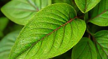 Zidentyfikuj chorobę