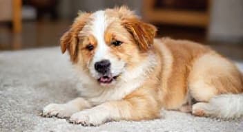 Daj się pogłaskać